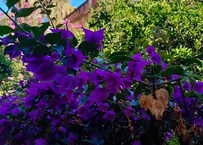 Avgi Garden House Chania With Private Entrance